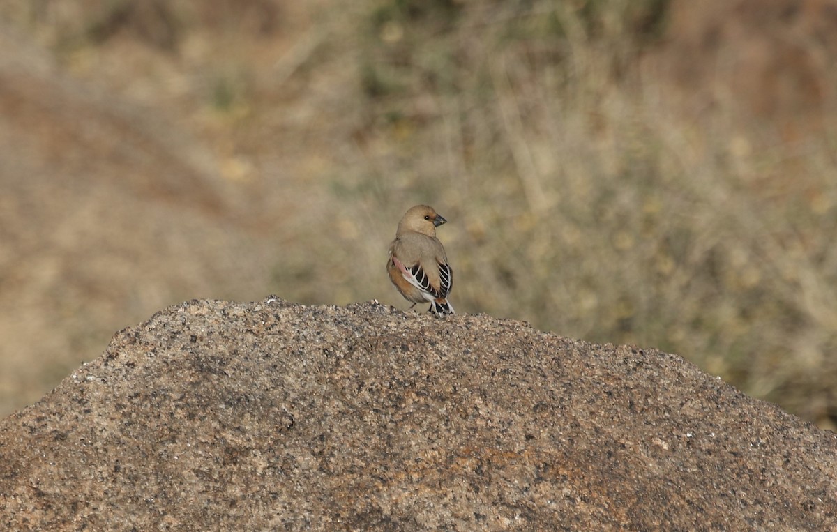 Desert Finch - ML418785791