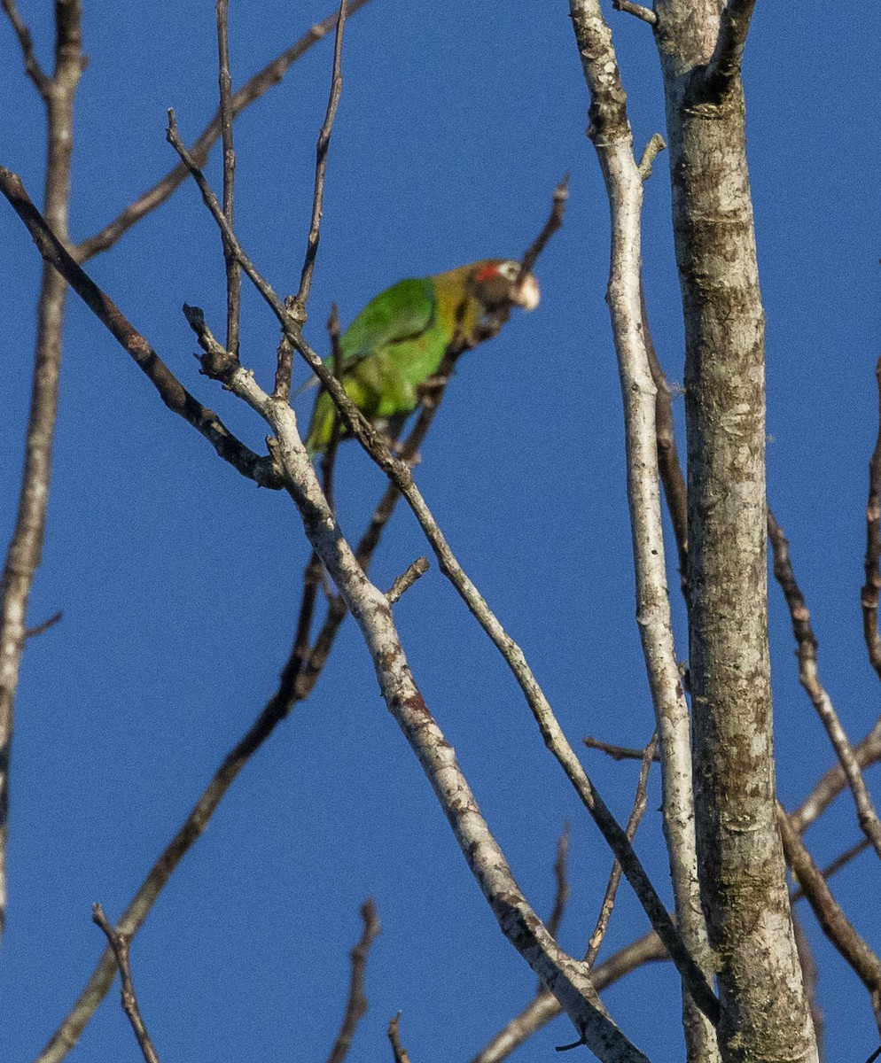 Brown-hooded Parrot - ML418786381