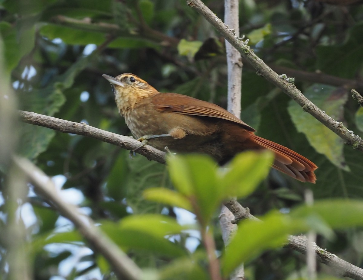 Rufous-necked Foliage-gleaner - ML418787311
