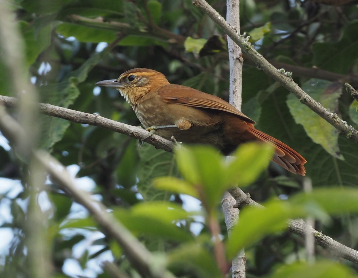 Rufous-necked Foliage-gleaner - ML418787881