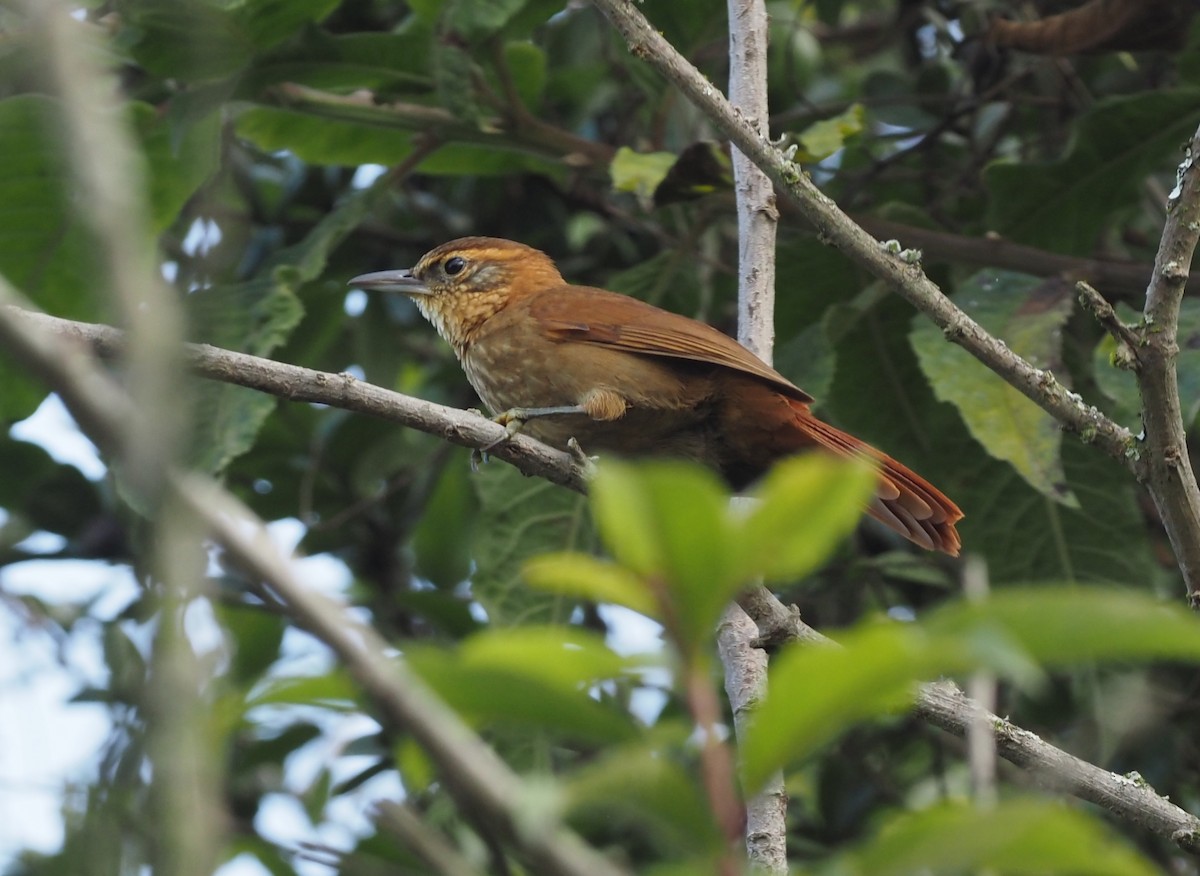 Rufous-necked Foliage-gleaner - ML418788021