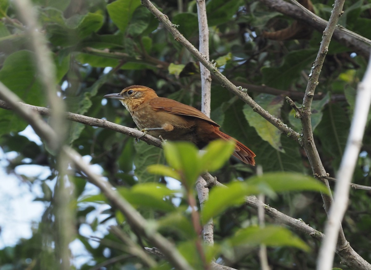 Rufous-necked Foliage-gleaner - ML418788291