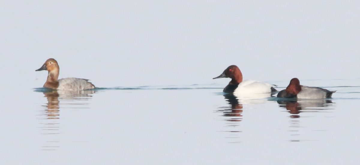 Canvasback - ML418789081