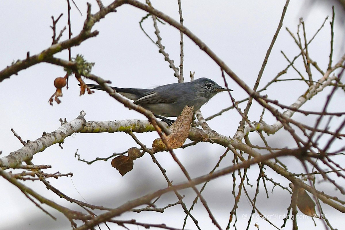 Blue-gray Gnatcatcher - ML418789821