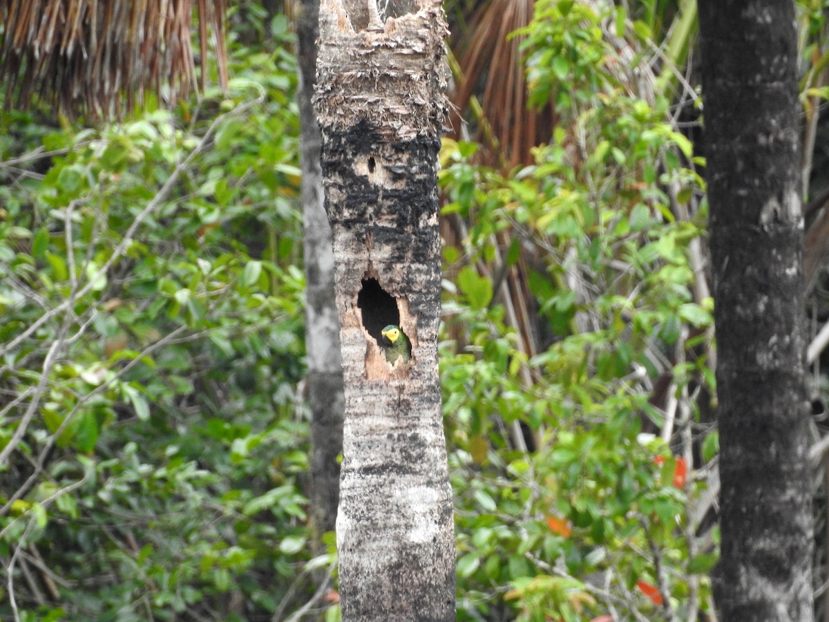 Red-bellied Macaw - ML418790801