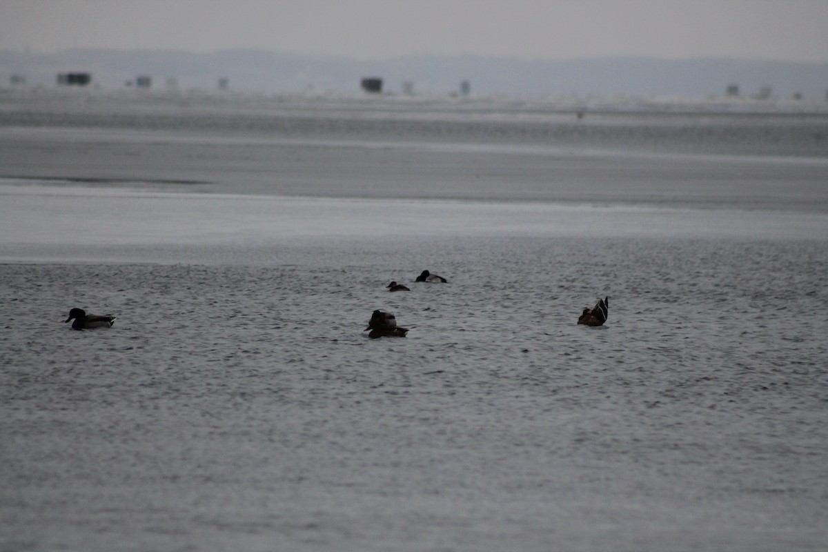 Ruddy Duck - Douglas Stadler