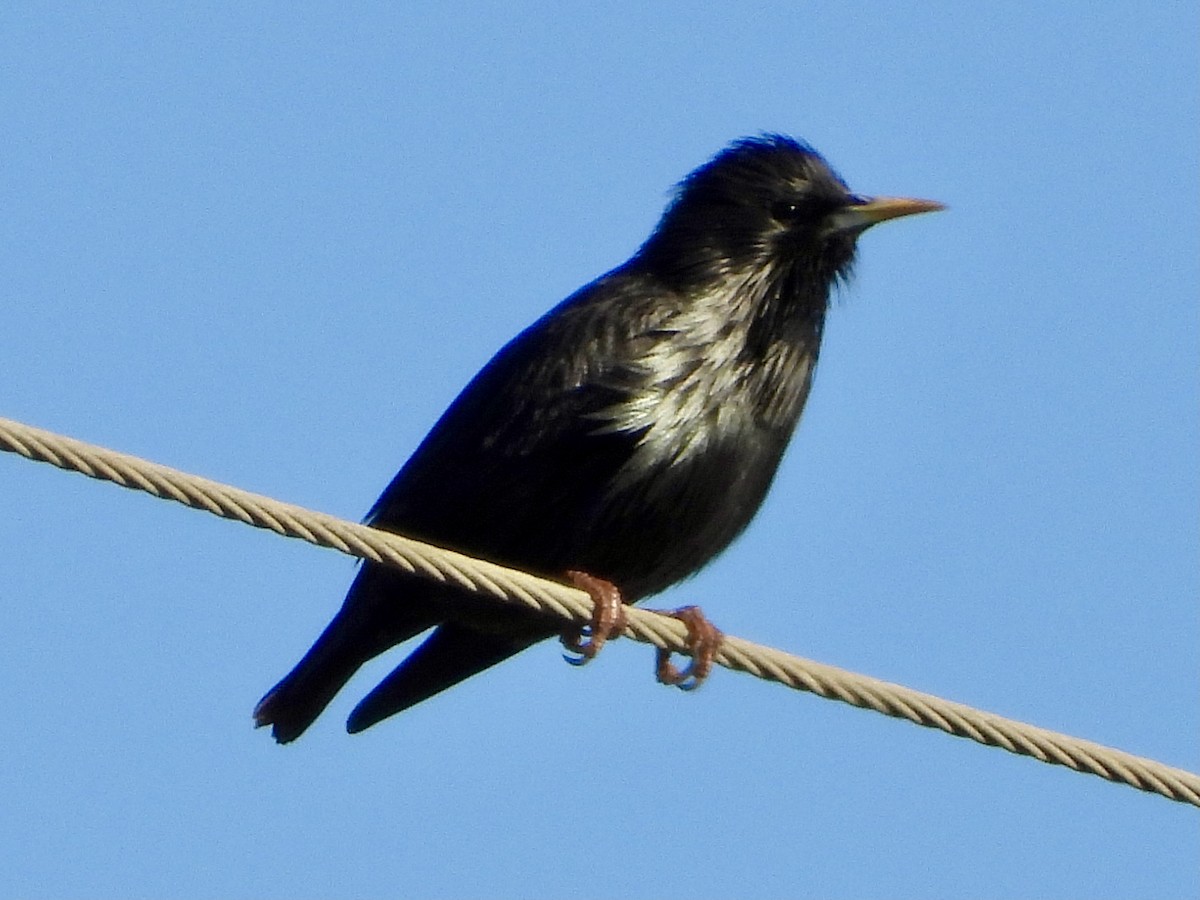 Spotless Starling - ML418791091