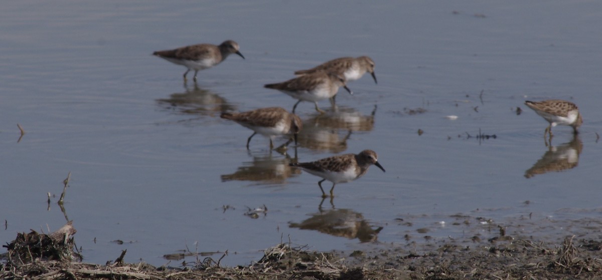 Western Sandpiper - ML418791101