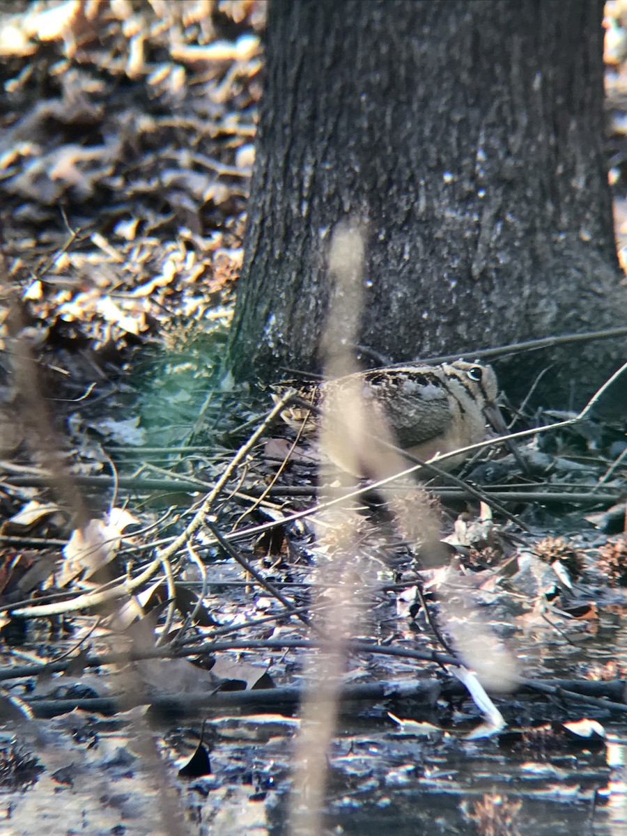 American Woodcock - ML418793201