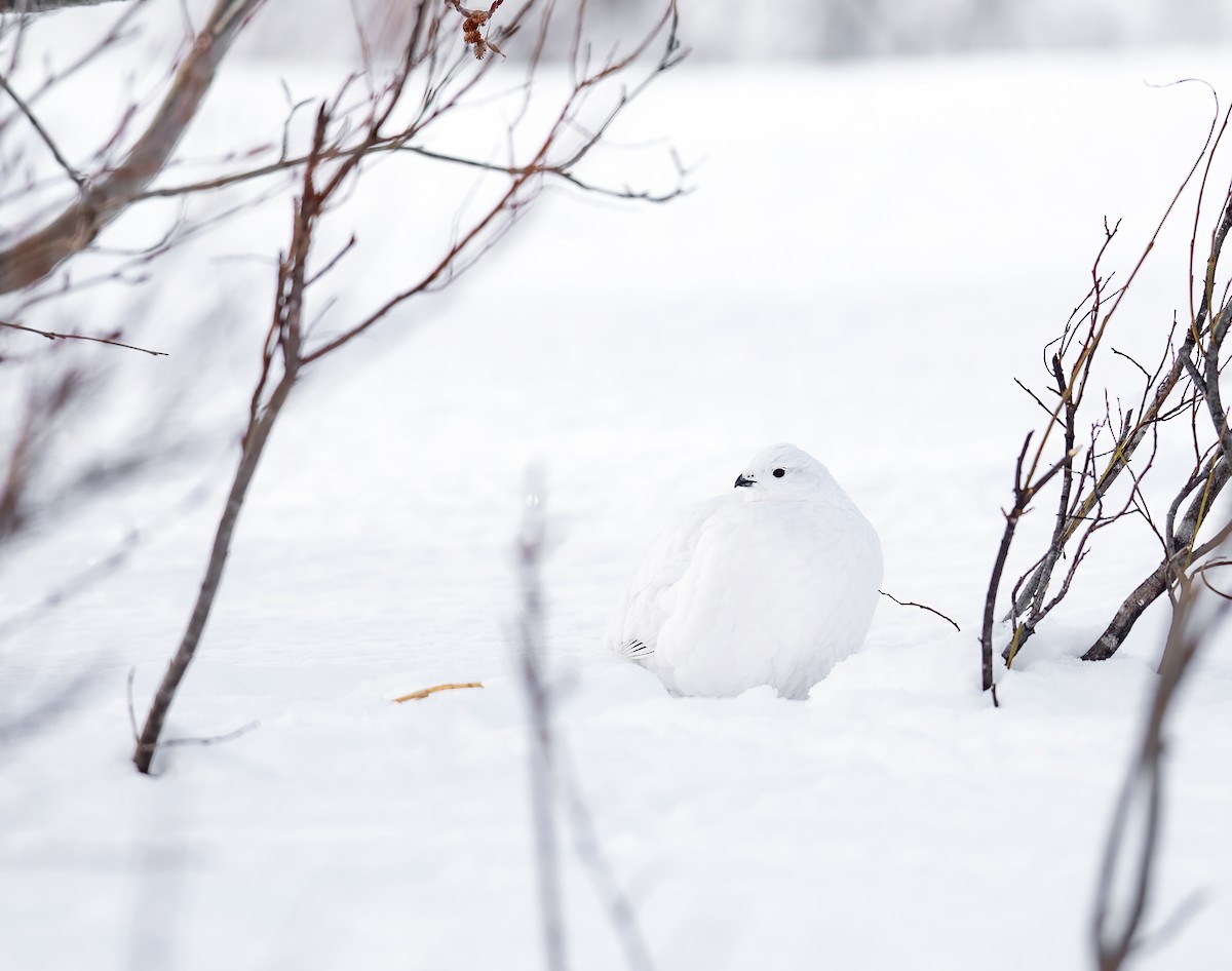 Moorschneehuhn - ML418793741