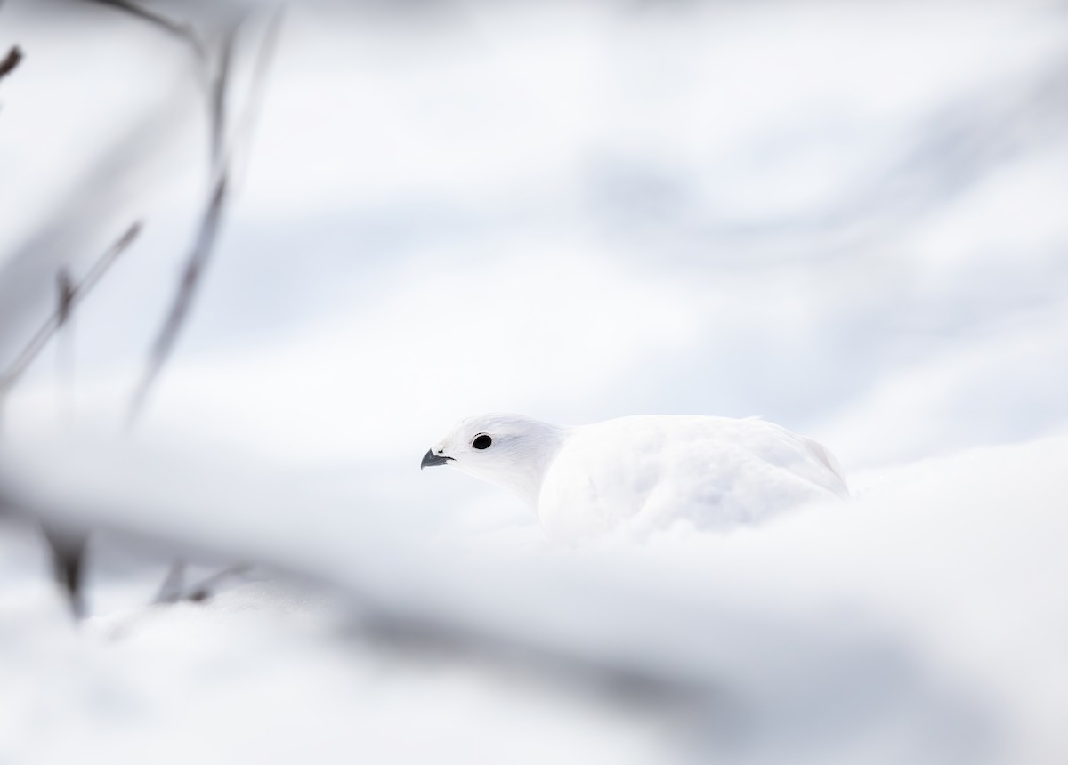 Willow Ptarmigan - ML418793891