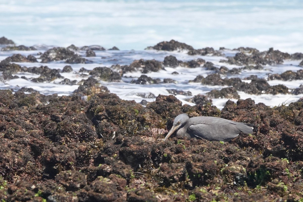 Pacific Reef-Heron - ML418794641