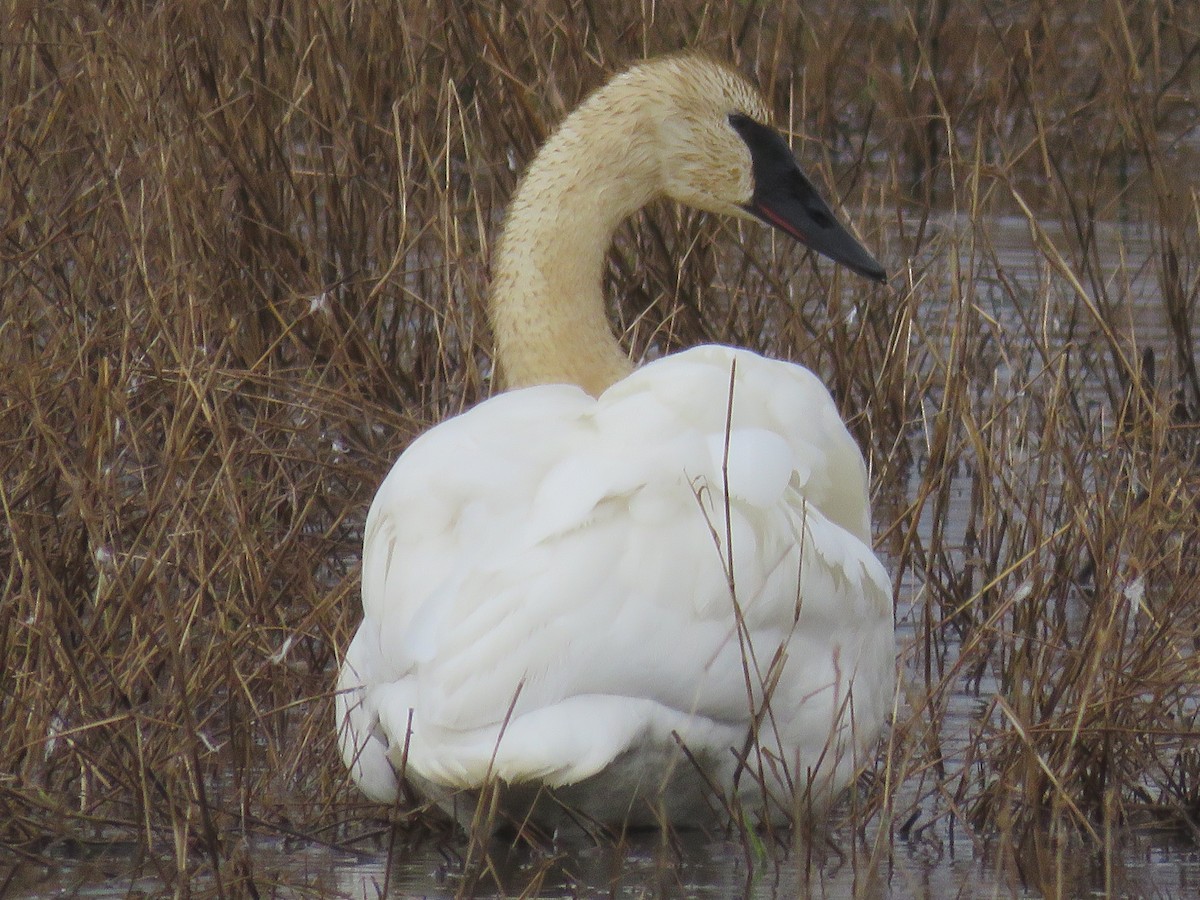 Trumpeter Swan - ML418794741