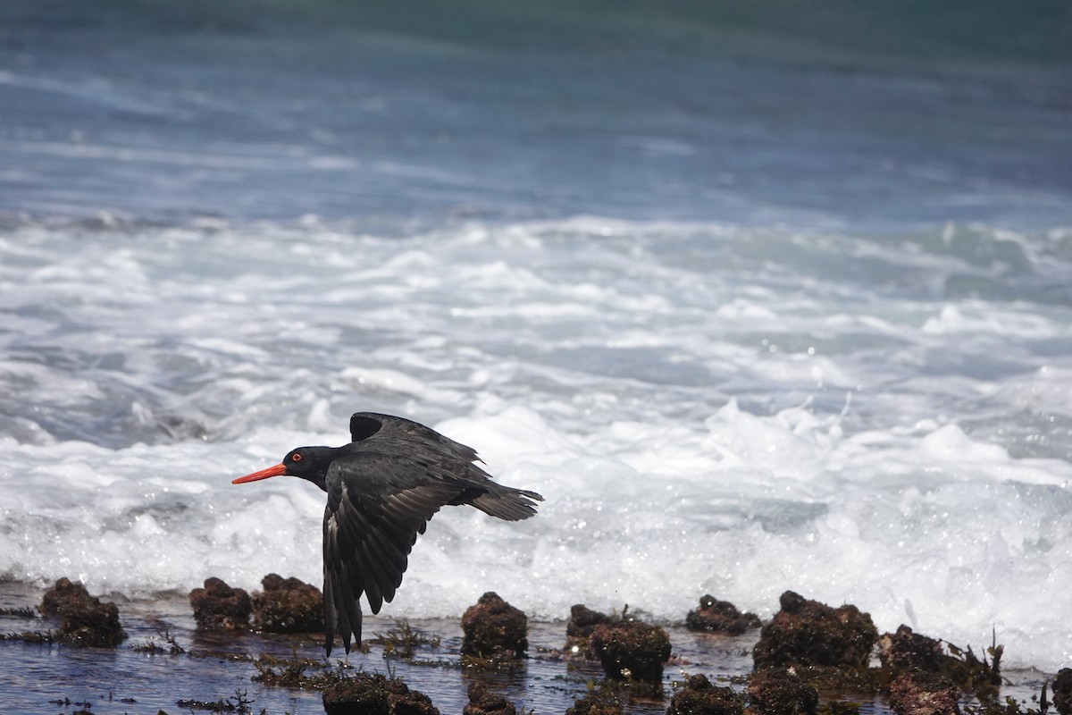 Sooty Oystercatcher - ML418794951