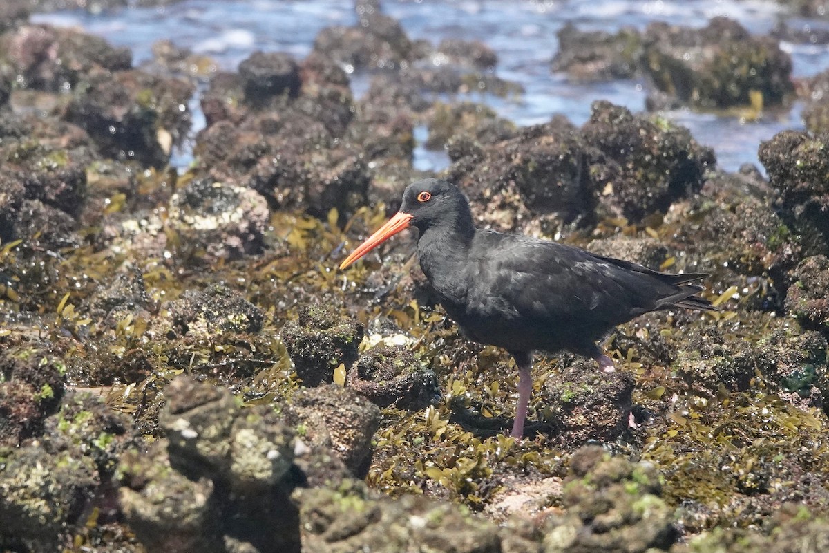 Sooty Oystercatcher - ML418794961