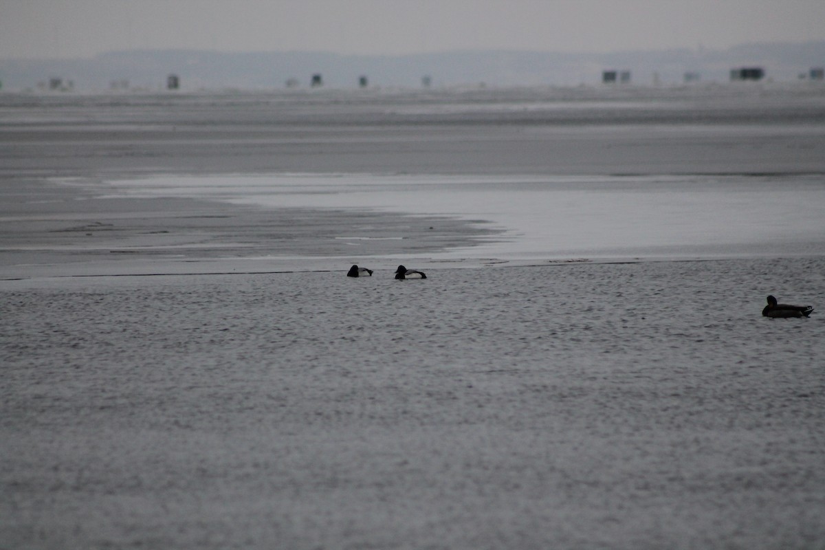 Greater Scaup - Douglas Stadler