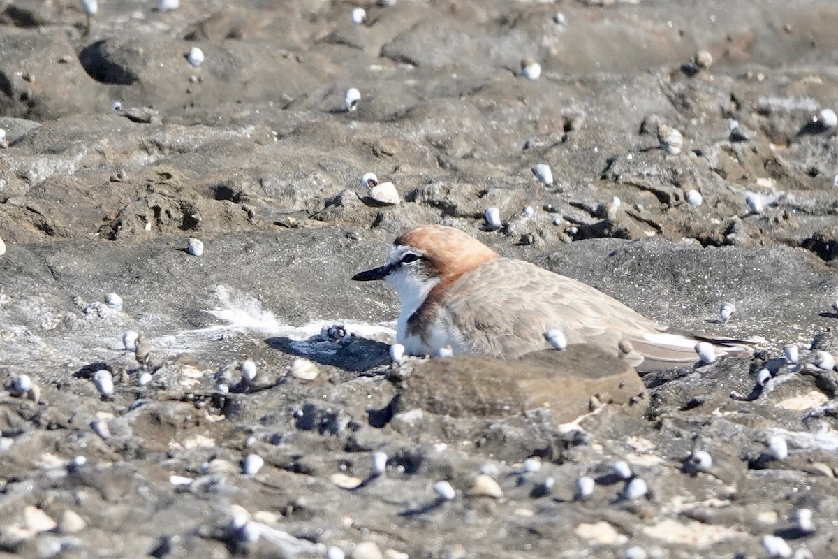 Red-capped Plover - ML418795101