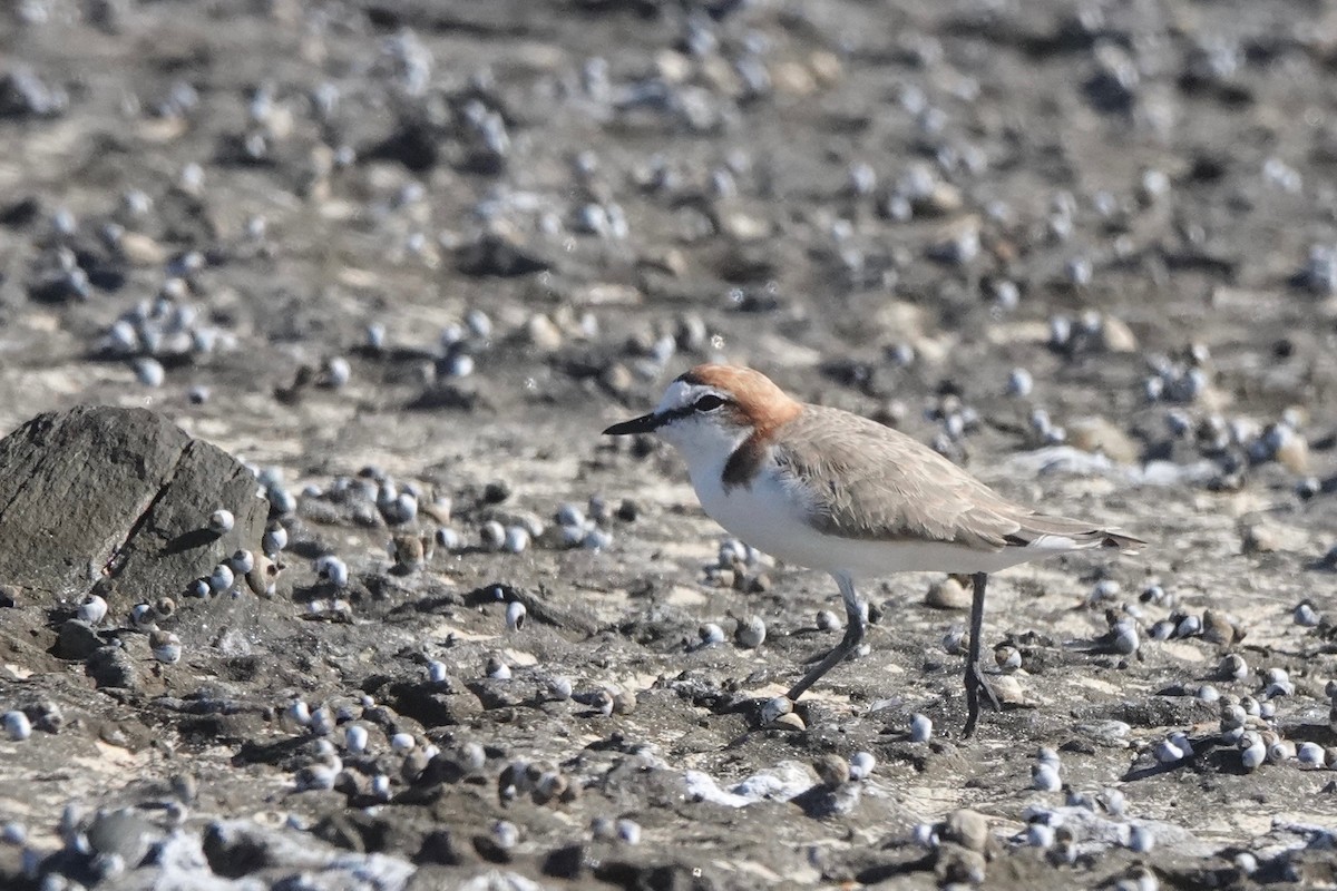 Red-capped Plover - ML418795111