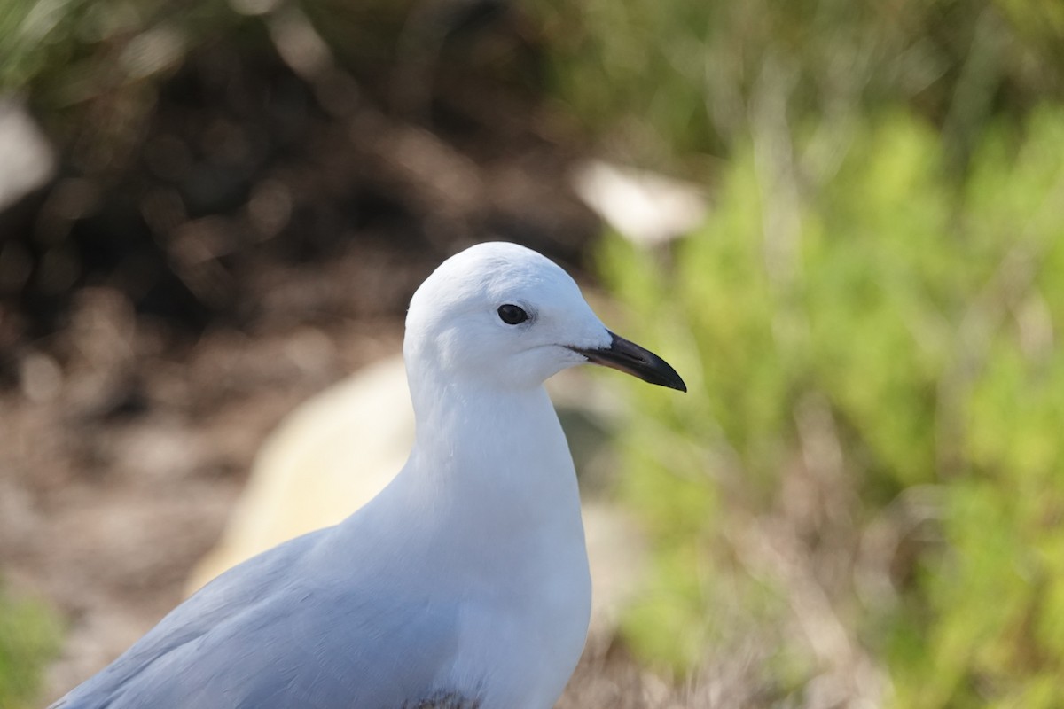 Gaviota Plateada - ML418795231