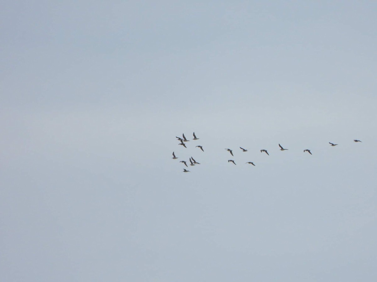 Whimbrel - Louis-philippe Berrouard