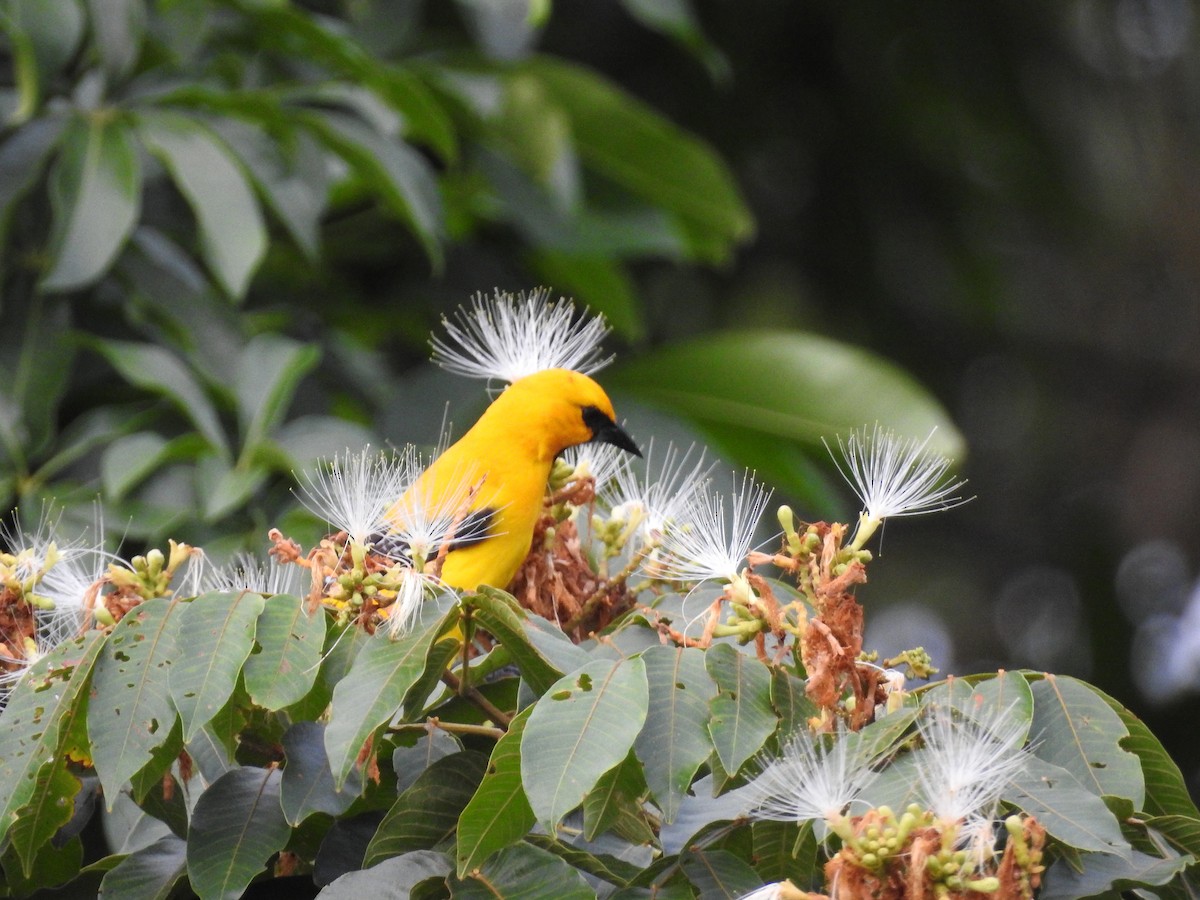 Yellow Oriole - ML418797501