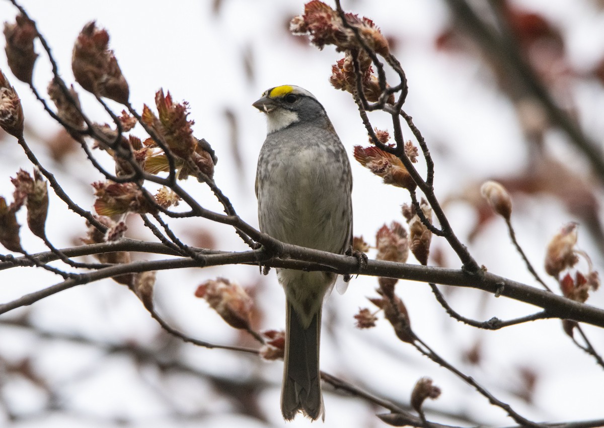 White-throated Sparrow - ML418798401