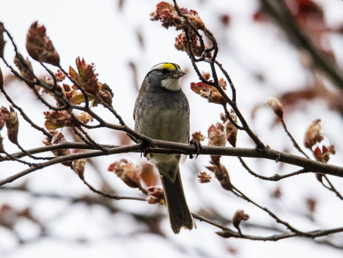 White-throated Sparrow - ML418798491