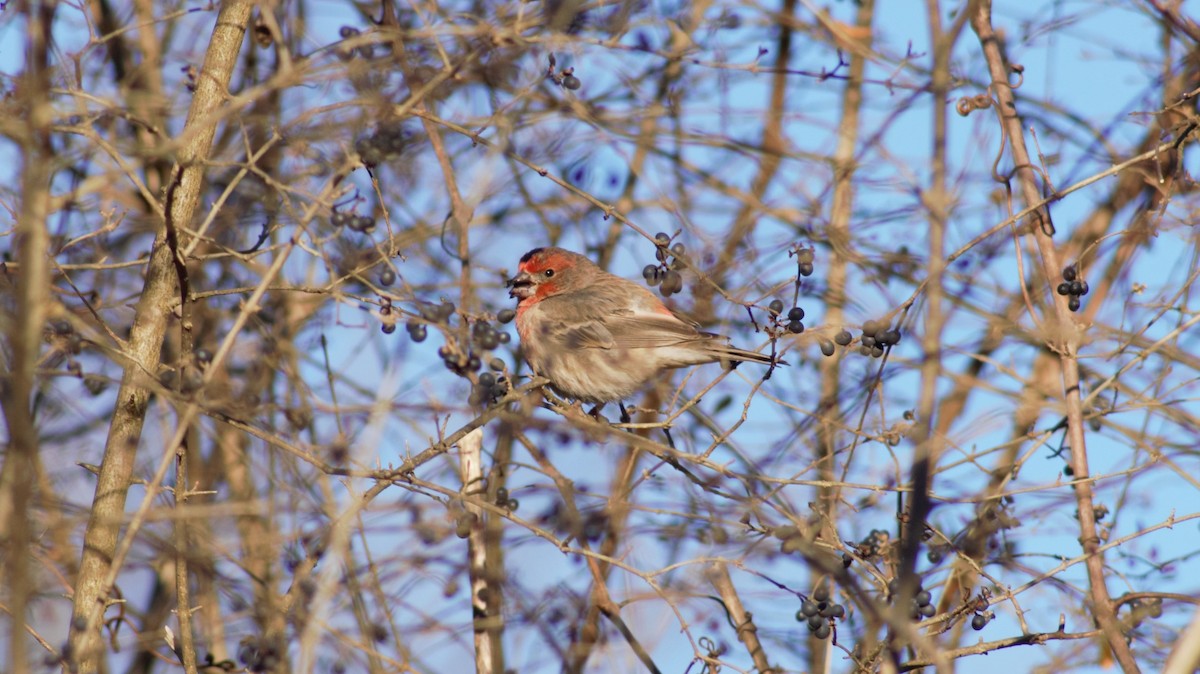 House Finch - ML418799861