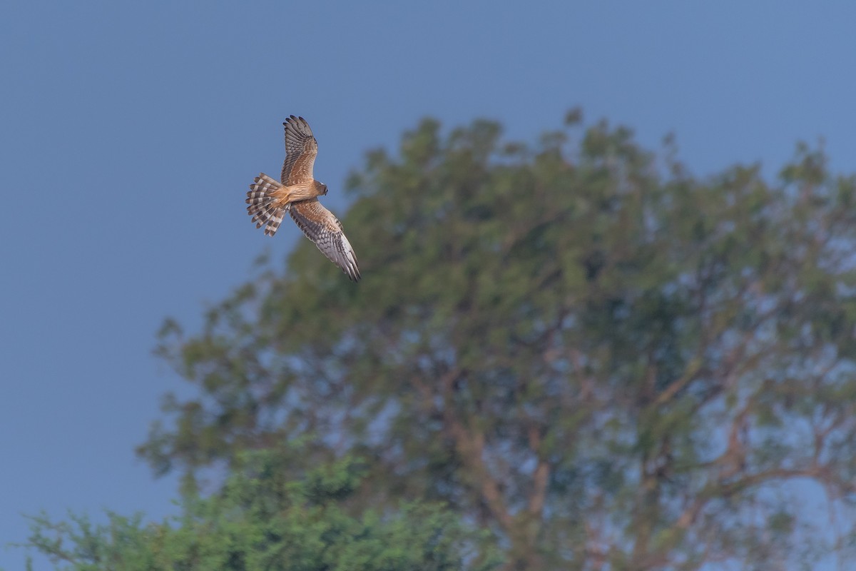 Montagu's Harrier - ML41880071