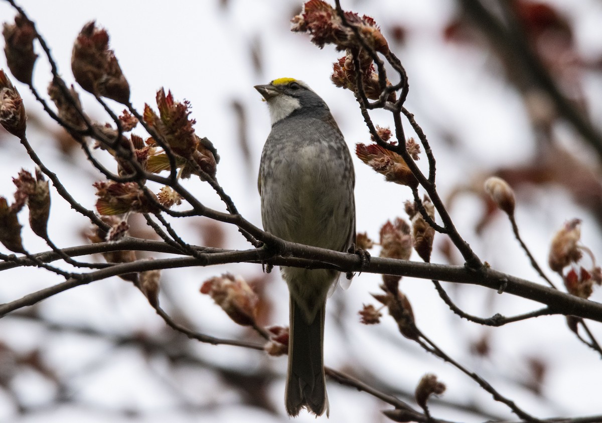 White-throated Sparrow - ML418800971