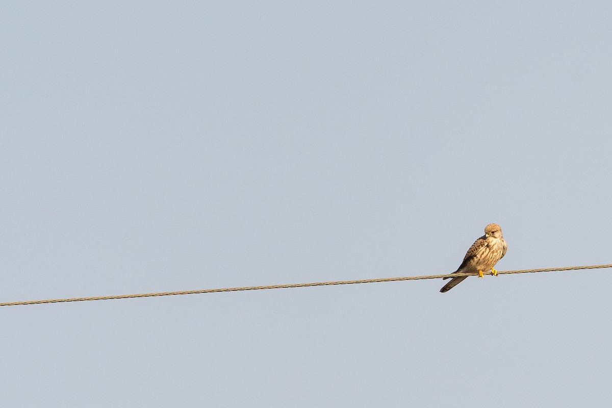 Eurasian Kestrel - ML41880221