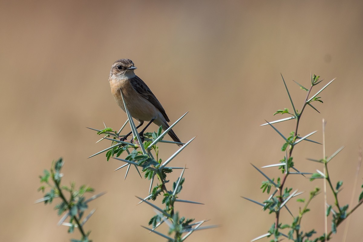 Siberian Stonechat - ML41880451