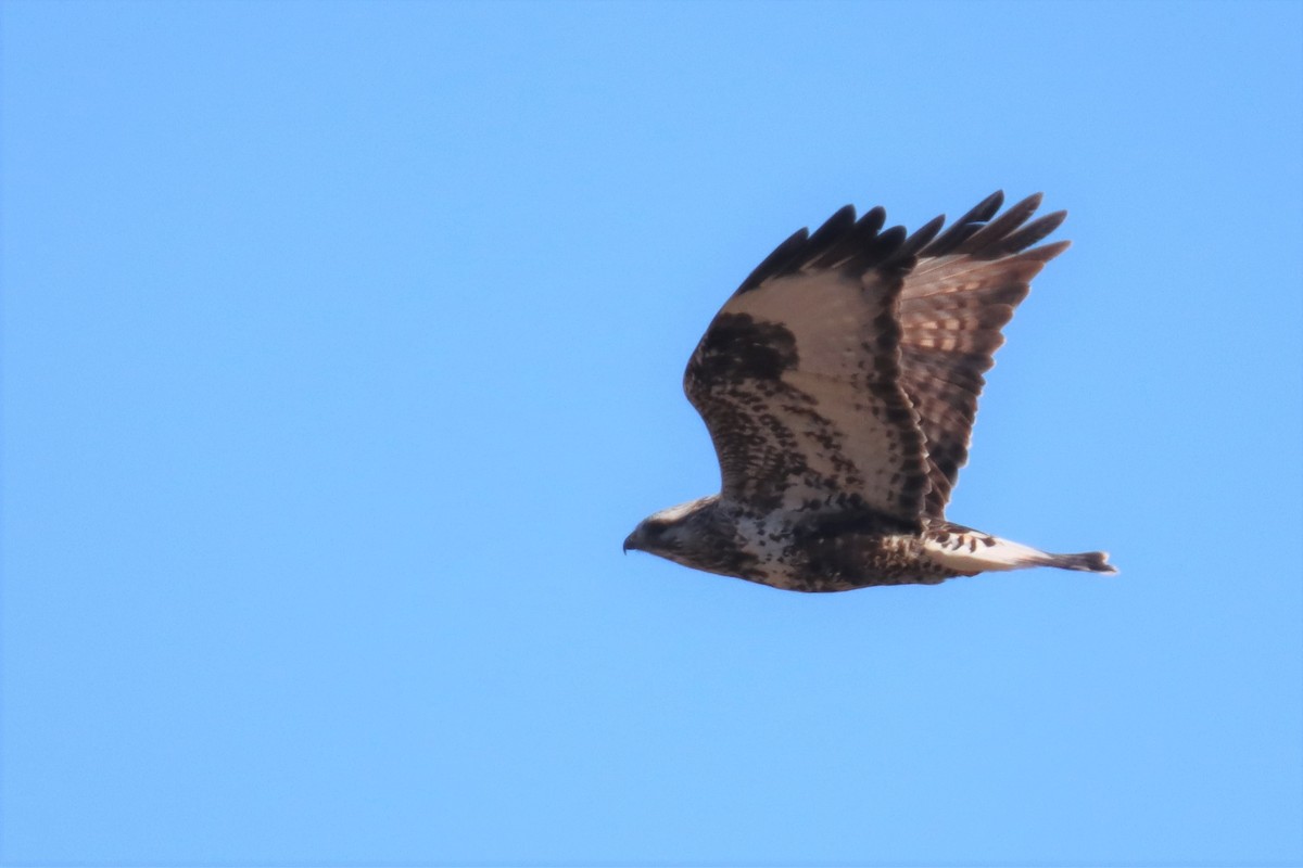 Rough-legged Hawk - ML418804531