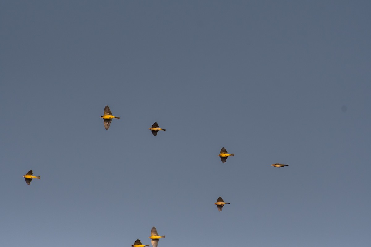 Black-headed Bunting - ML41880461