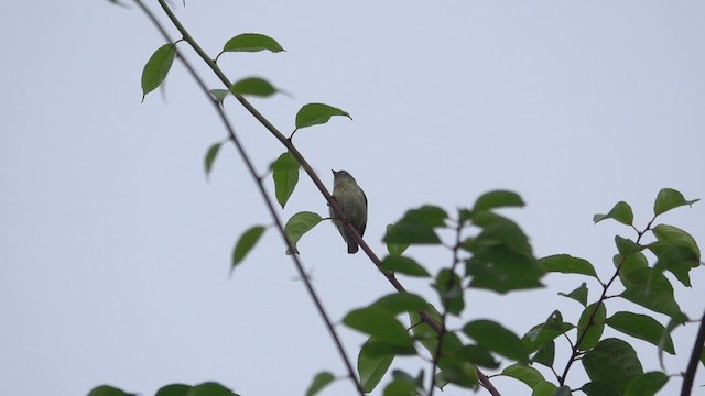 Fire-breasted Flowerpecker - ML418808081