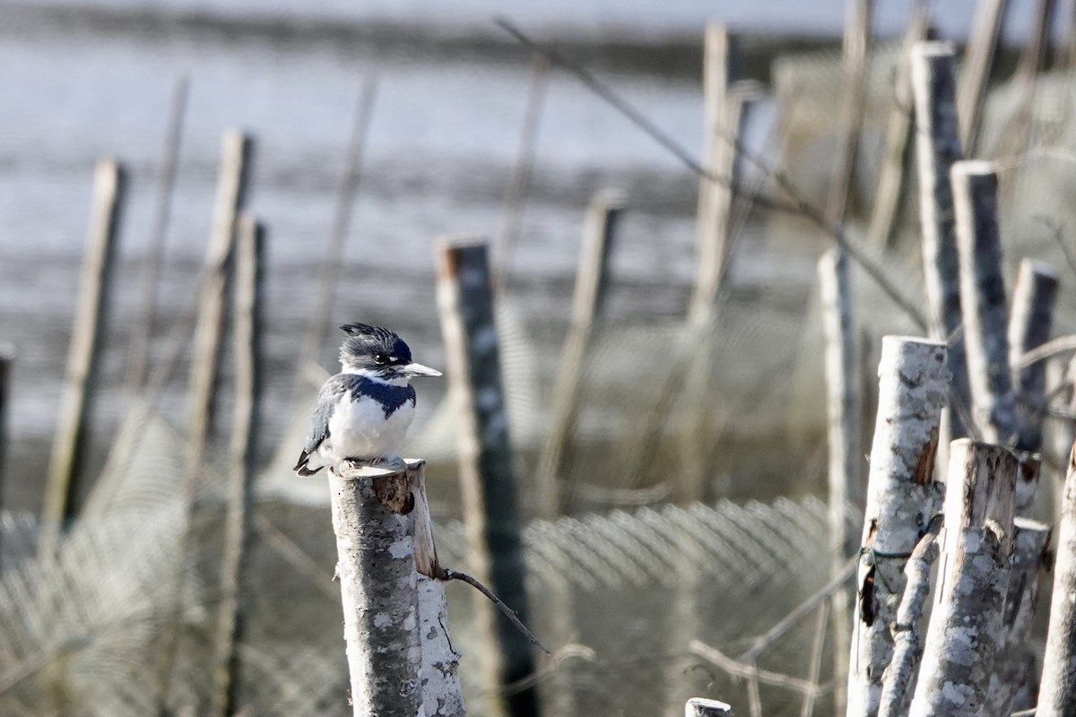 Belted Kingfisher - Melanie  Roth