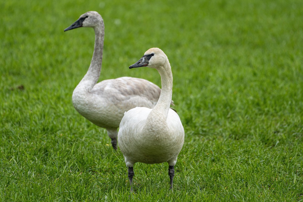 Trumpeter Swan - ML418808891