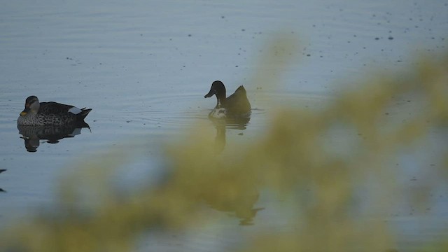 Mallard (Domestic type) - ML418811021
