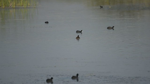 Fehlfarben-Stockente/Hausente - ML418811061