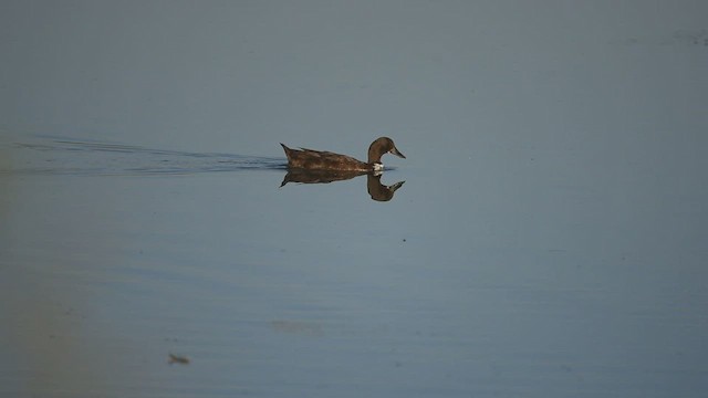 Mallard (Domestic type) - ML418811101