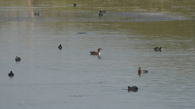 Mallard (Domestic type) - ML418811141