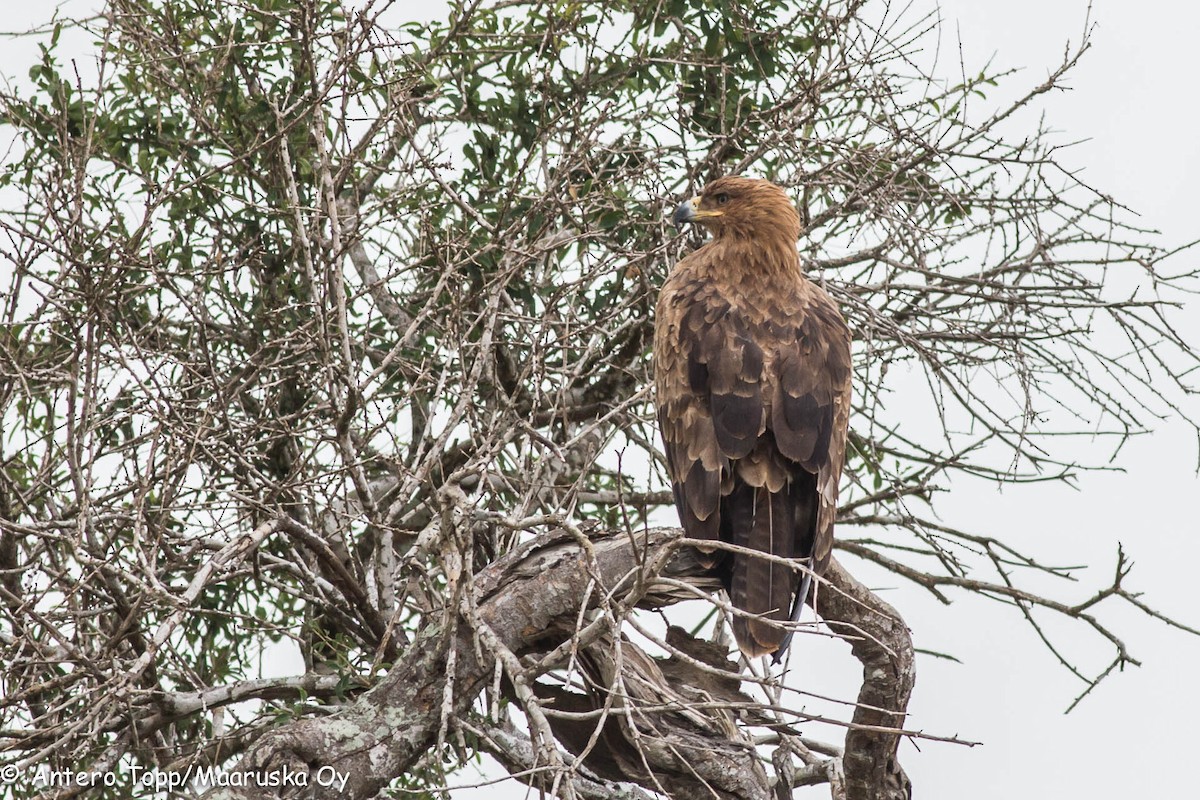 Tawny Eagle - Antero Topp