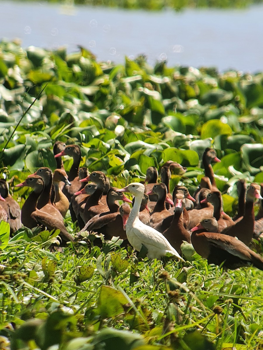 Fulvous Whistling-Duck - ML418812771