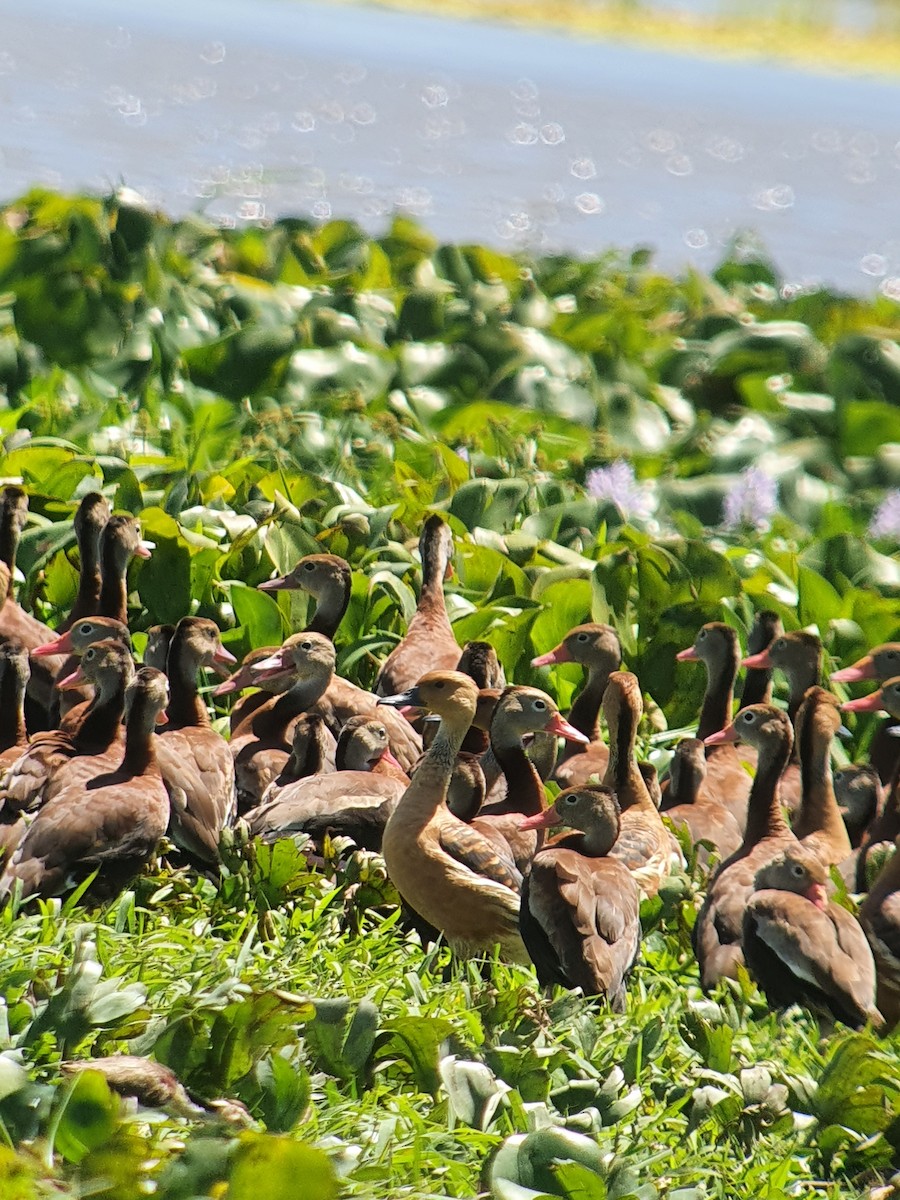 Fulvous Whistling-Duck - ML418812991