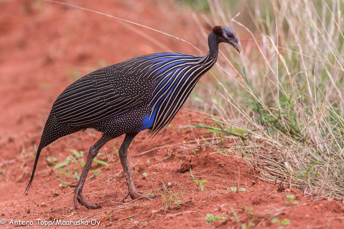 Vulturine Guineafowl - ML41881381