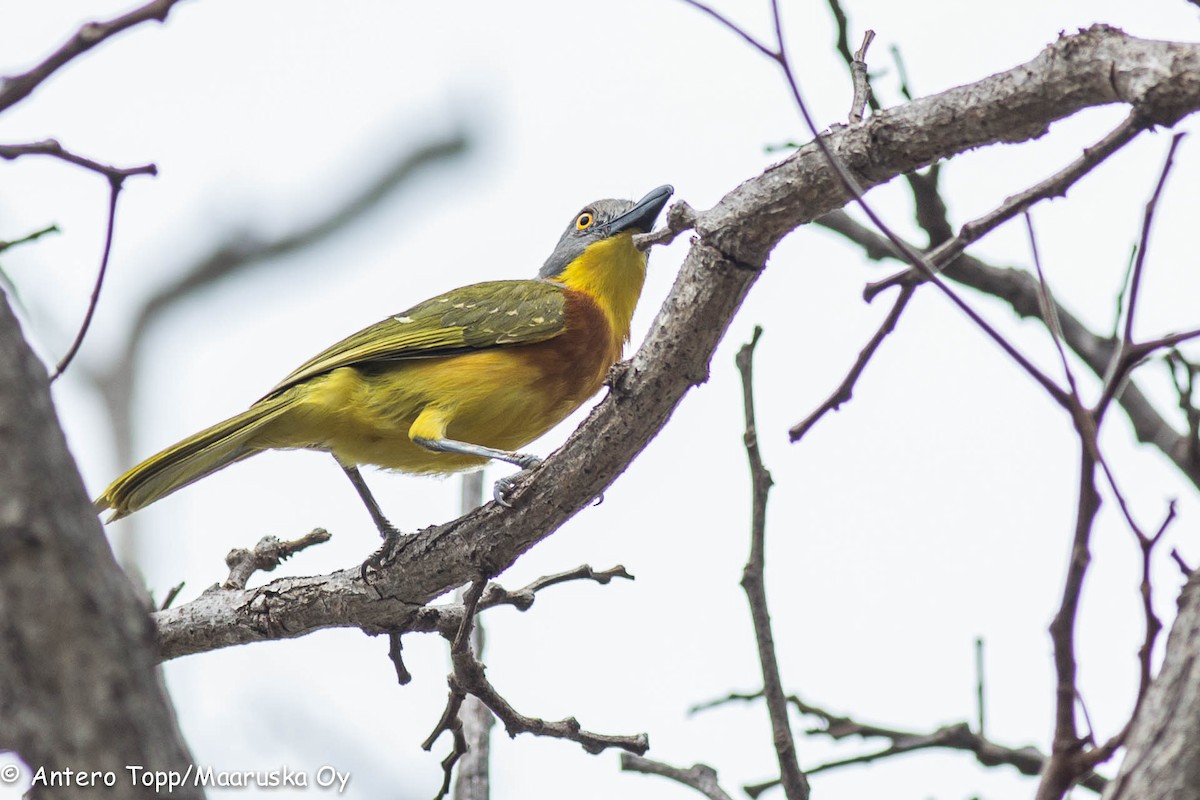 Gray-headed Bushshrike - ML41881631