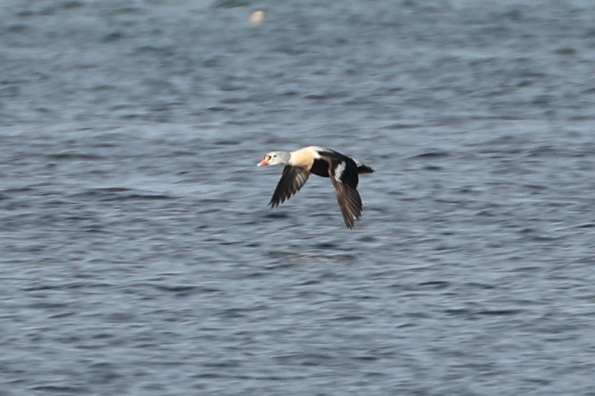 King Eider - ML418818571