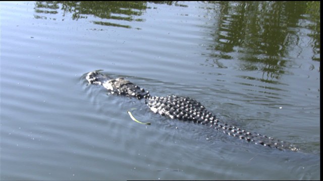 American Alligator - ML418819