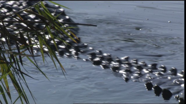 American Alligator - ML418820