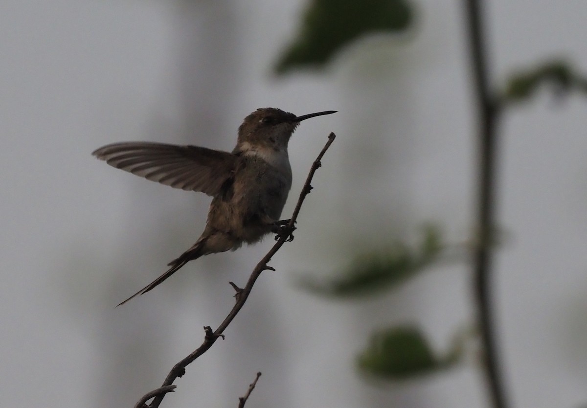 Peruvian Sheartail - ML418820711